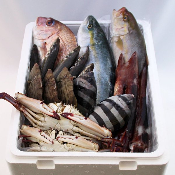 画像1: 氷見の旬のお魚　おすすめセット (1)